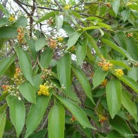 Grewia helicterifolia Wall. ex G.Don